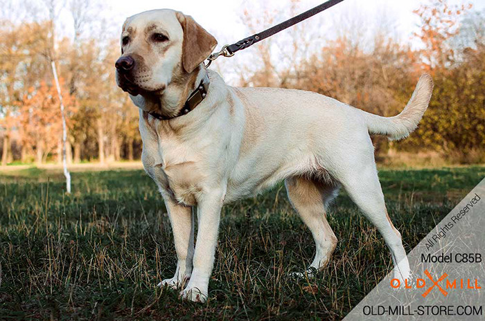 Labrador Collar with Vintage Plates and Studs