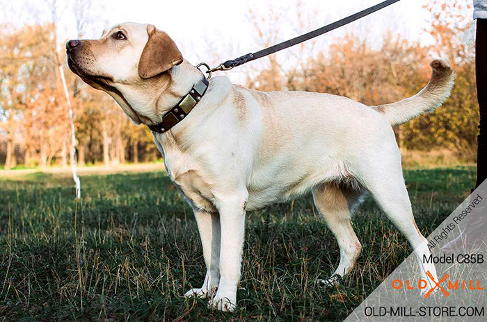 Leather Collar for Dog Walking in Style