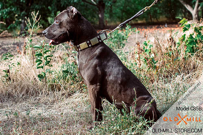 Fashion Leather Collar for Dog Walking in Style