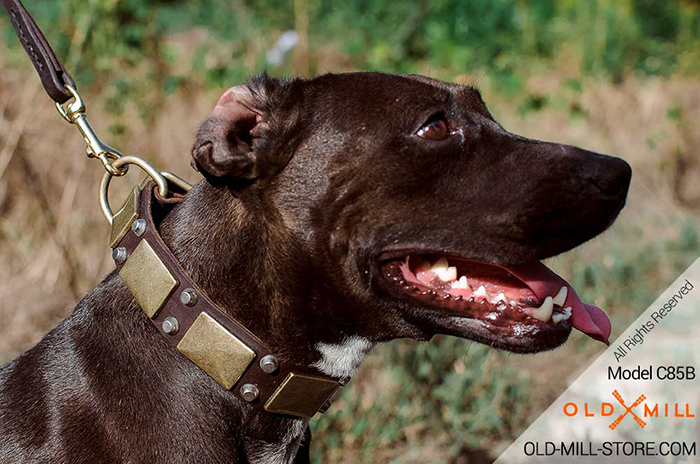 Designer Leather Pitbull Collar 