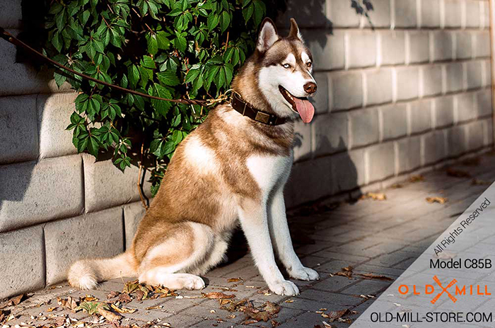 Inimitable Husky dog accessory with decoration