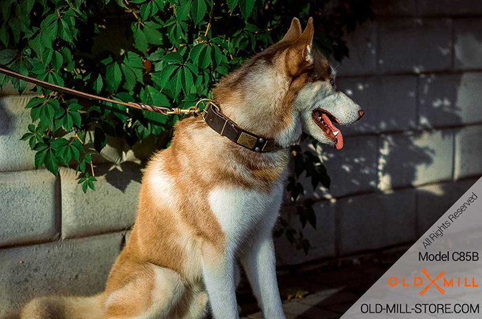 Wide Husky Collar with Old Brass Plates