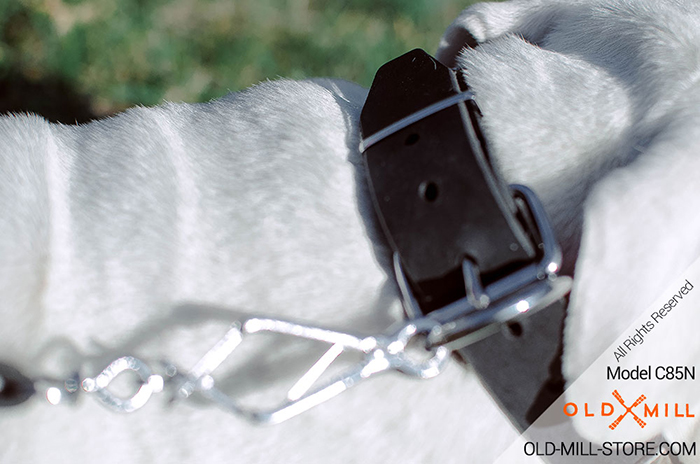 Leather Bulldog Collar with Strong D-ring