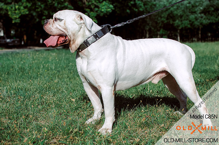 Decorated Leather Dog Collar forAmerican Bulldog