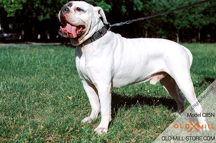 American Bulldog Collar with Plated Decor