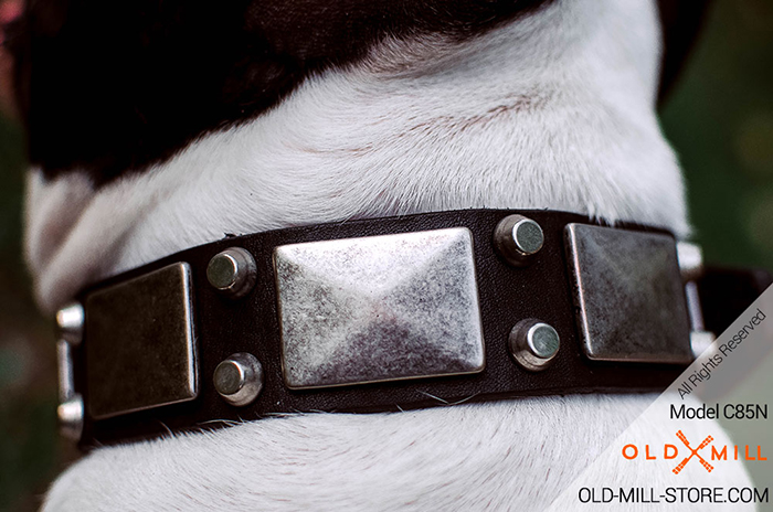 Leather Amstaff Collar with Vintage Nickel Plates