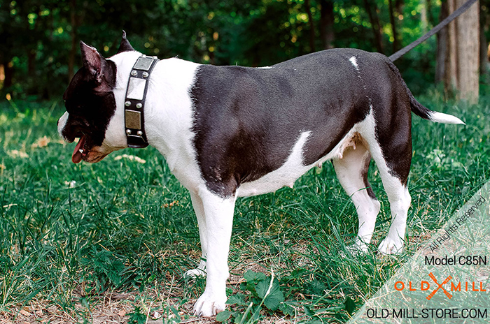 Amstaff Collar with Fashion Plated Decor