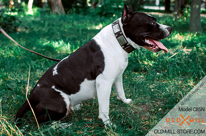 Amstaff Collar Leather with Nickel Plated Decor