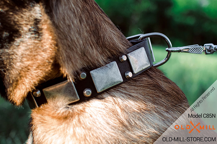 Dog Collar with Vintage Nickel Plates