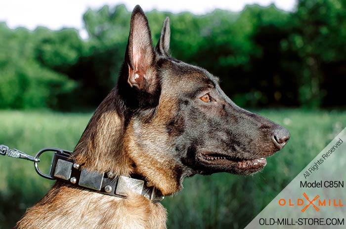 Belgian Malinois Collar with Nickel Plated Decor