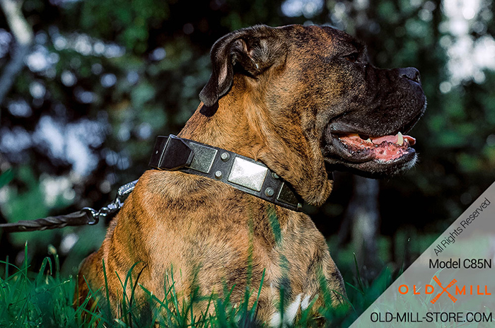 Boxer Collar with Fashion Plated Decor