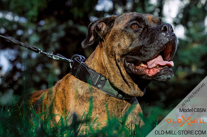 Leather Dog Collar with Vintage Nickel Plates