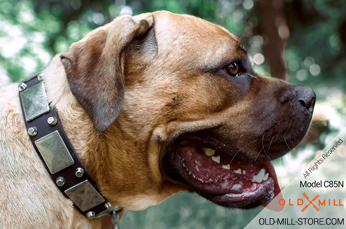 Cane Corso Legoin Collar with Plated Decor