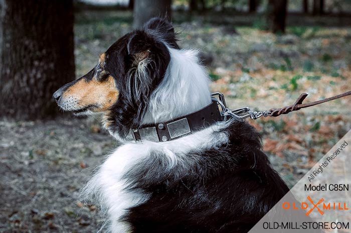 Collie-Collar with Vintage Nickel Plates