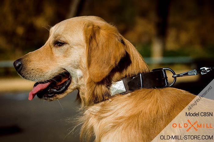 Decorated Leather Dog Collar with Plates and Studs Golden Retriever