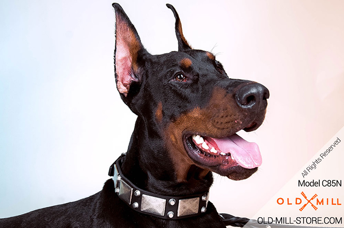 Doberman Collar with Plated Decor