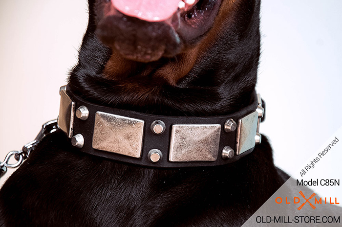 Leather Doberman Collar with Vintage Nickel Plates