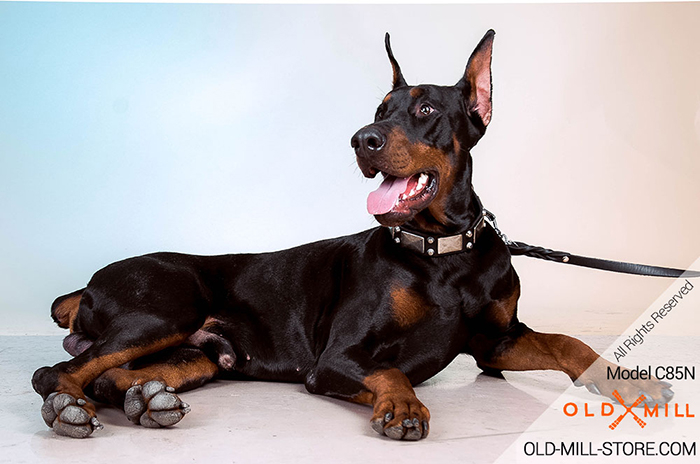 Decorated Leather Dog Collar for Doberman