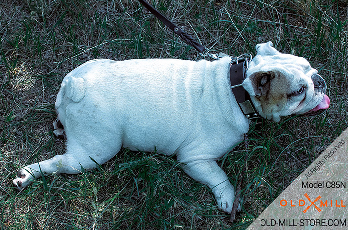 Leather Bulldog Collar with Vintage Nickel Plates