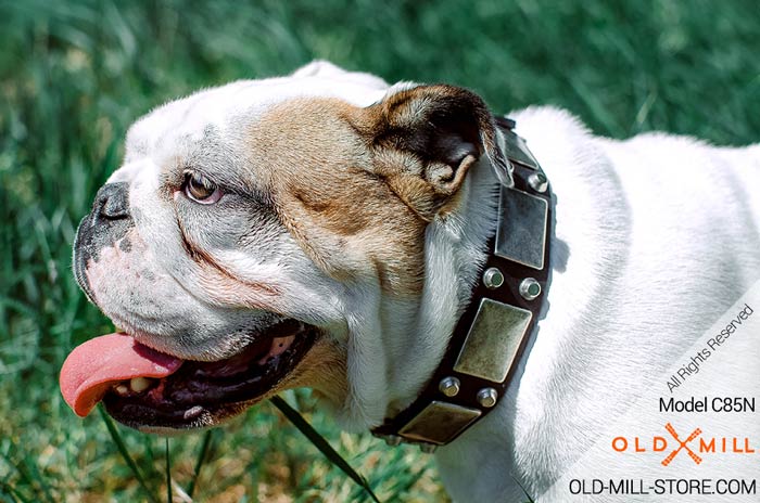 English Bulldog Collar with Plated Decor