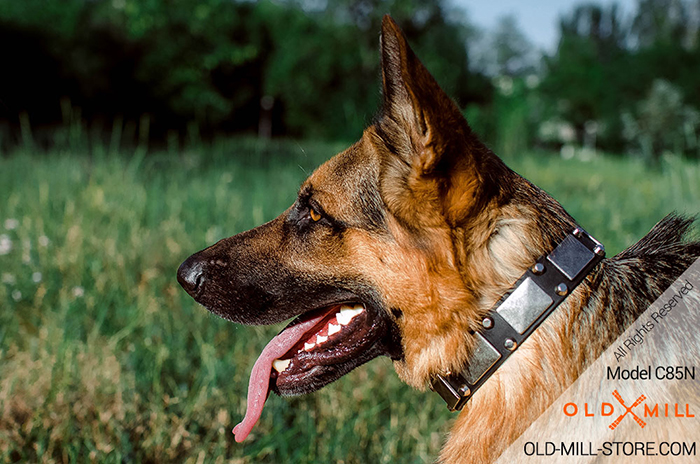 German Shepherd Collar with Plated Decor