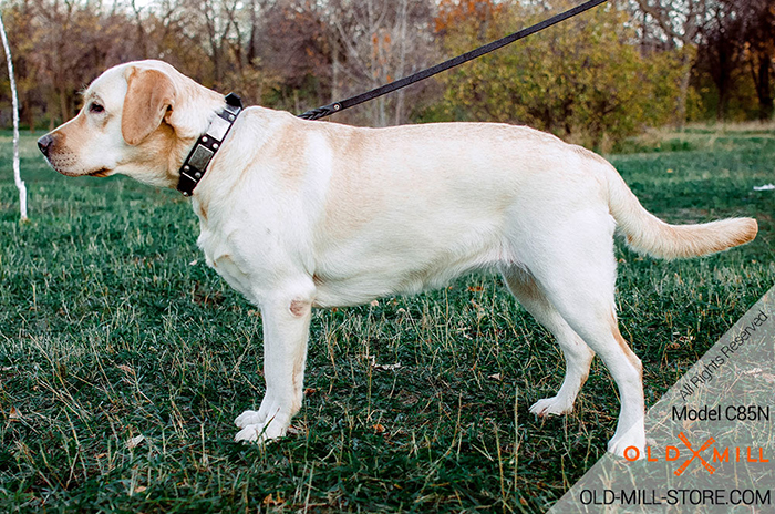 Decorated Leather Dog Collar for Labrador