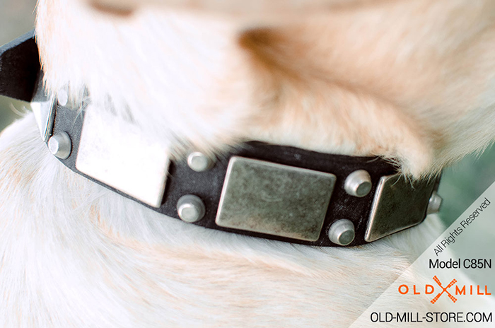 Leather Labrador  Collar with Vintage Nickel Plates