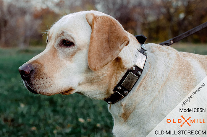 Labrador Collar with Plated Decor