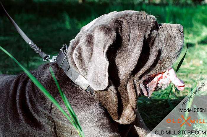 Mastiff Collar with Plated Decor