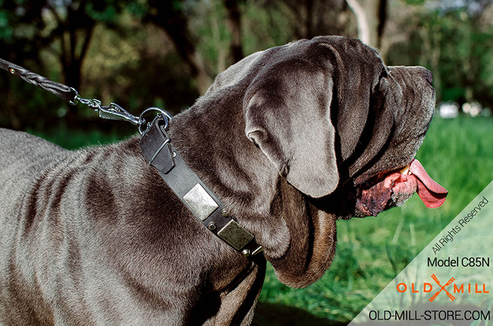 Leather Mastino Collar with Vintage Nickel Plates