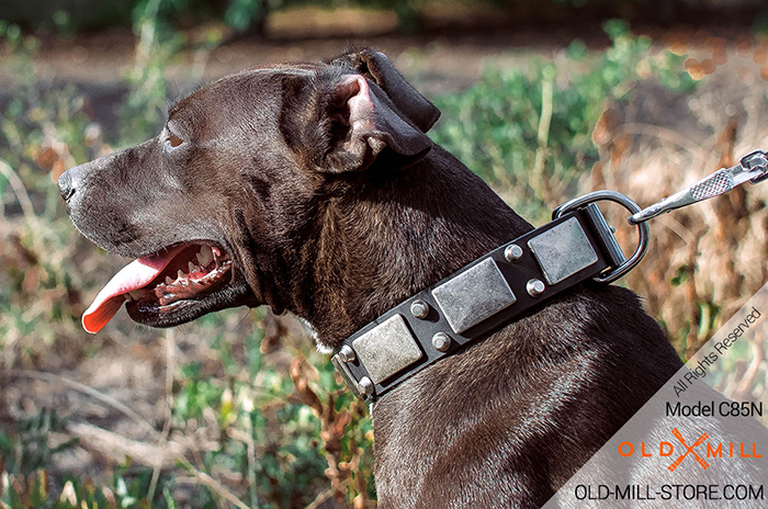 Pitbull Collar with Plated Decor