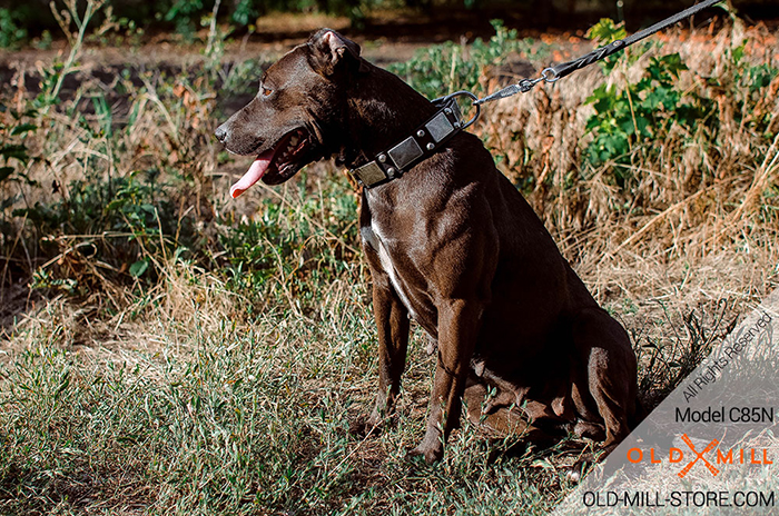 Leather Pitbull Collar with Vintage Nickel Plates