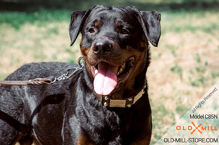 Rottweiler Collar with Plated Decor