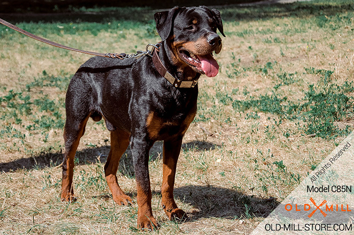 Leather Rottweiler Collar with Vintage Nickel Plates