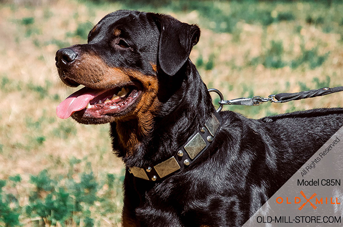 Decorated Leather Dog Collar for Rottweiler 