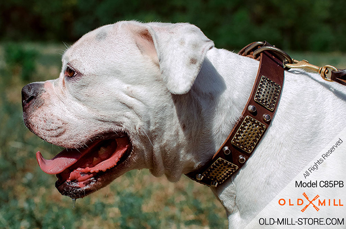 Decorated Leather Dog Collar with Vintage Plates and Studs for American Bulldog