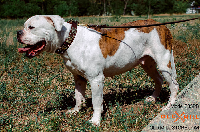 Fashion Collars are made for Strong and Active Dogs