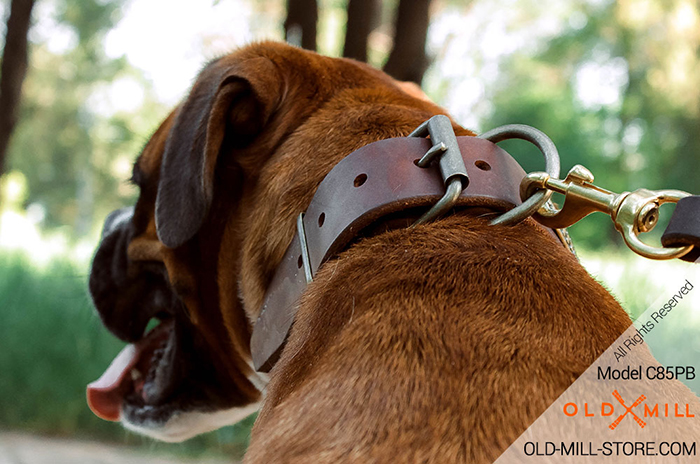 Leather Dog Collar with Old Brass PlatesBuckle and D-ring