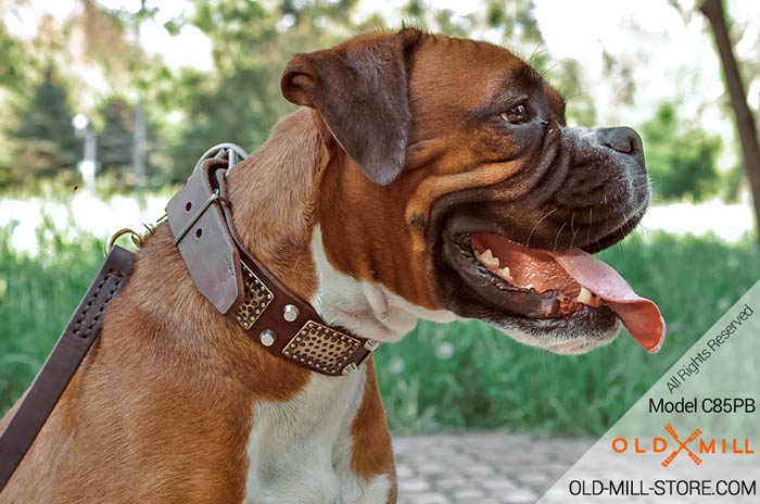 Boxer Collar with Vintage Brass Plates and Nickel Studs