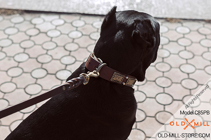 Cane Corso Collar with D-ring for lead fastening