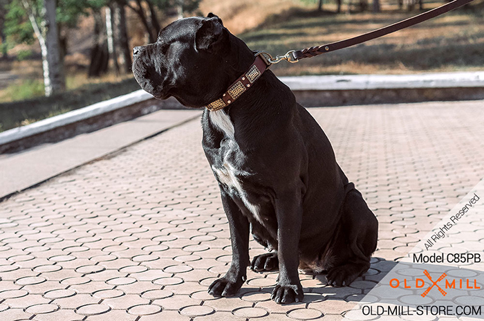 War Dog Collar