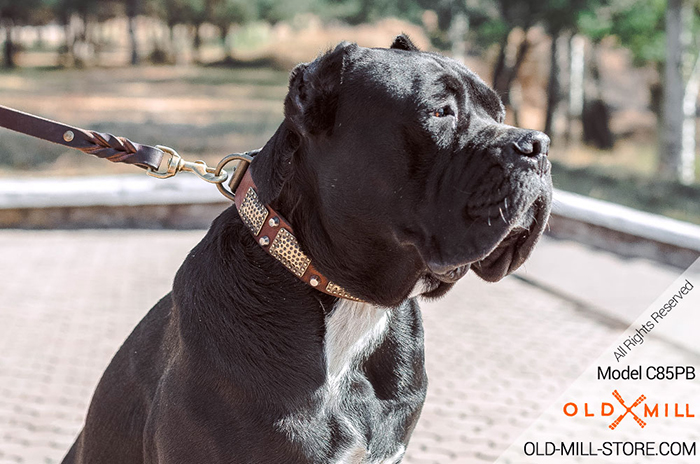 Decorated Leather Dog Collar with Carved Brass Plates and Studs for Cane Corso
