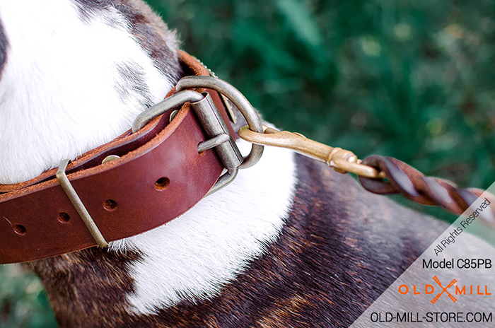 Dog Collar with Brass Buckle