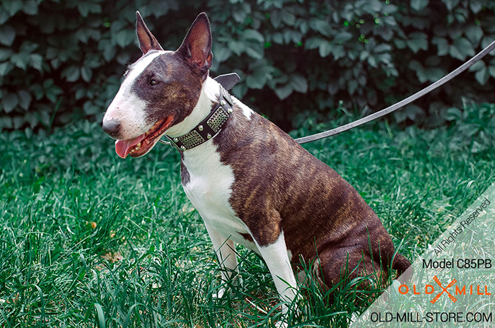 English Bull Terrier Collar with Massive Brass Plates and Nickel Studs