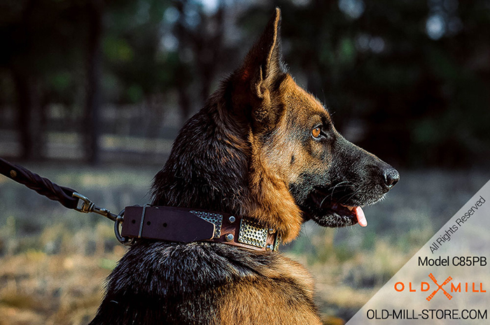 German Shepherd Collar with Massive Brass Plates and Nickel Studs