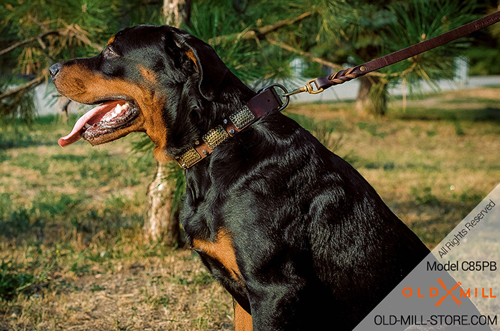 Rottweiler Collar with Massive Brass Plates and Nickel Studs