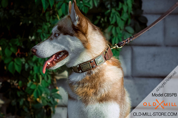 Siberian Husky Collar with Massive Brass Plates and Nickel Studs