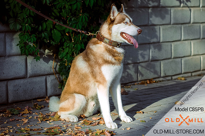 Siberian Husky Brown LeatherDog  Collar