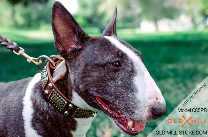 Strong Leather Bullterier Collar with Massive Plates