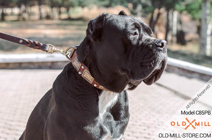 War Dog Leather Collar for Cane Corso Breed